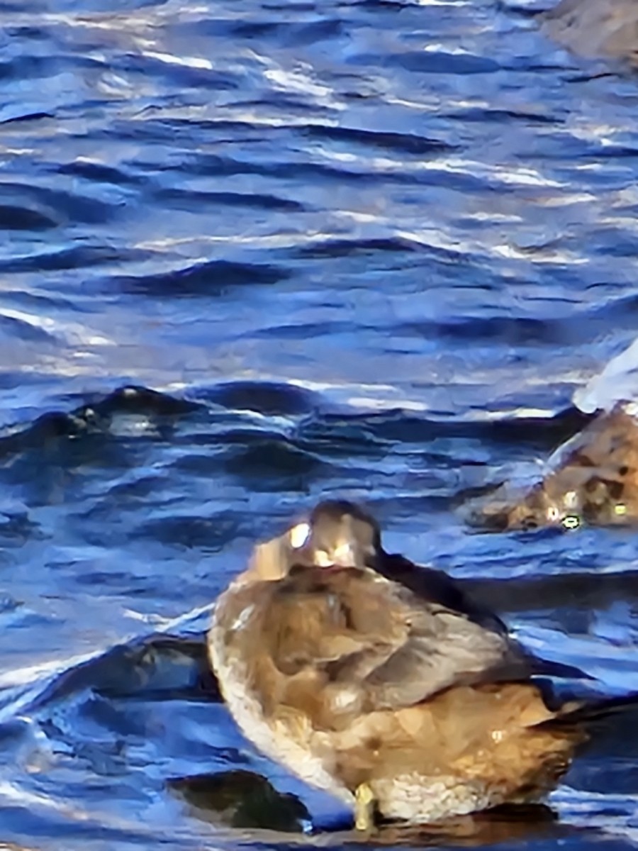 Harlequin Duck - ML646509783