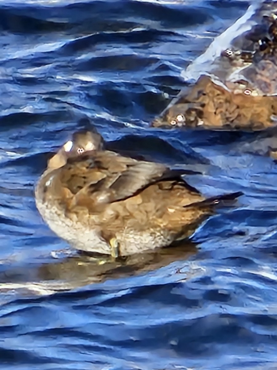 Harlequin Duck - ML646509784