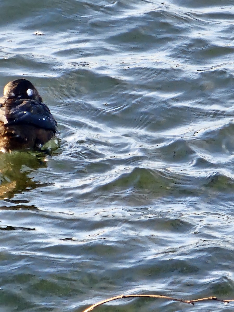 Harlequin Duck - ML646509785
