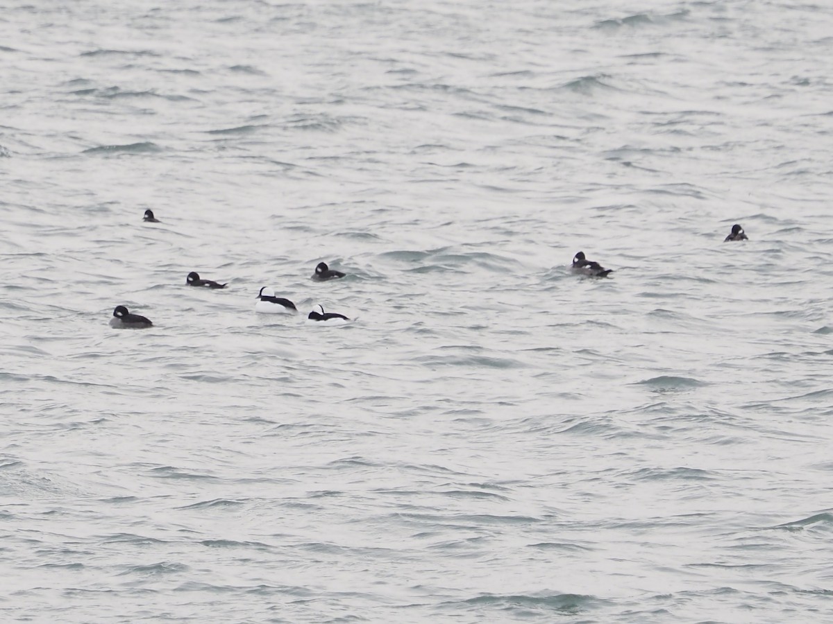 hohol bělavý - ML646509788