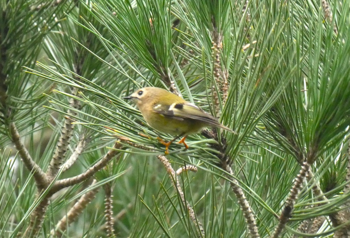 Goldcrest - ML646509789