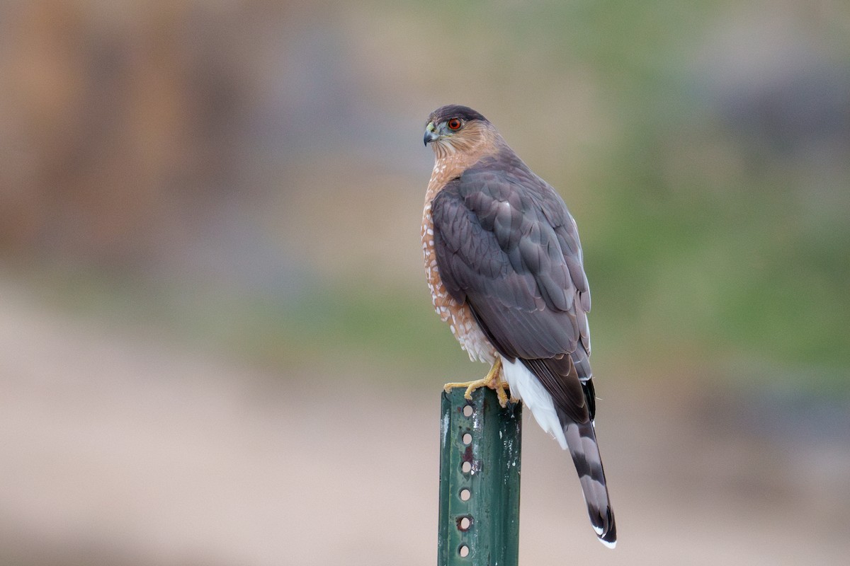 Épervier de Cooper - ML646509790