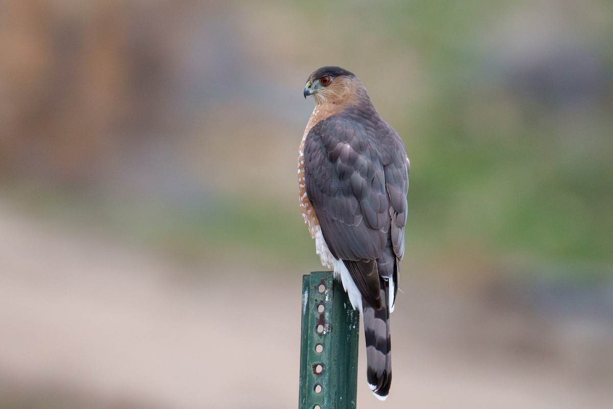 Épervier de Cooper - ML646509791