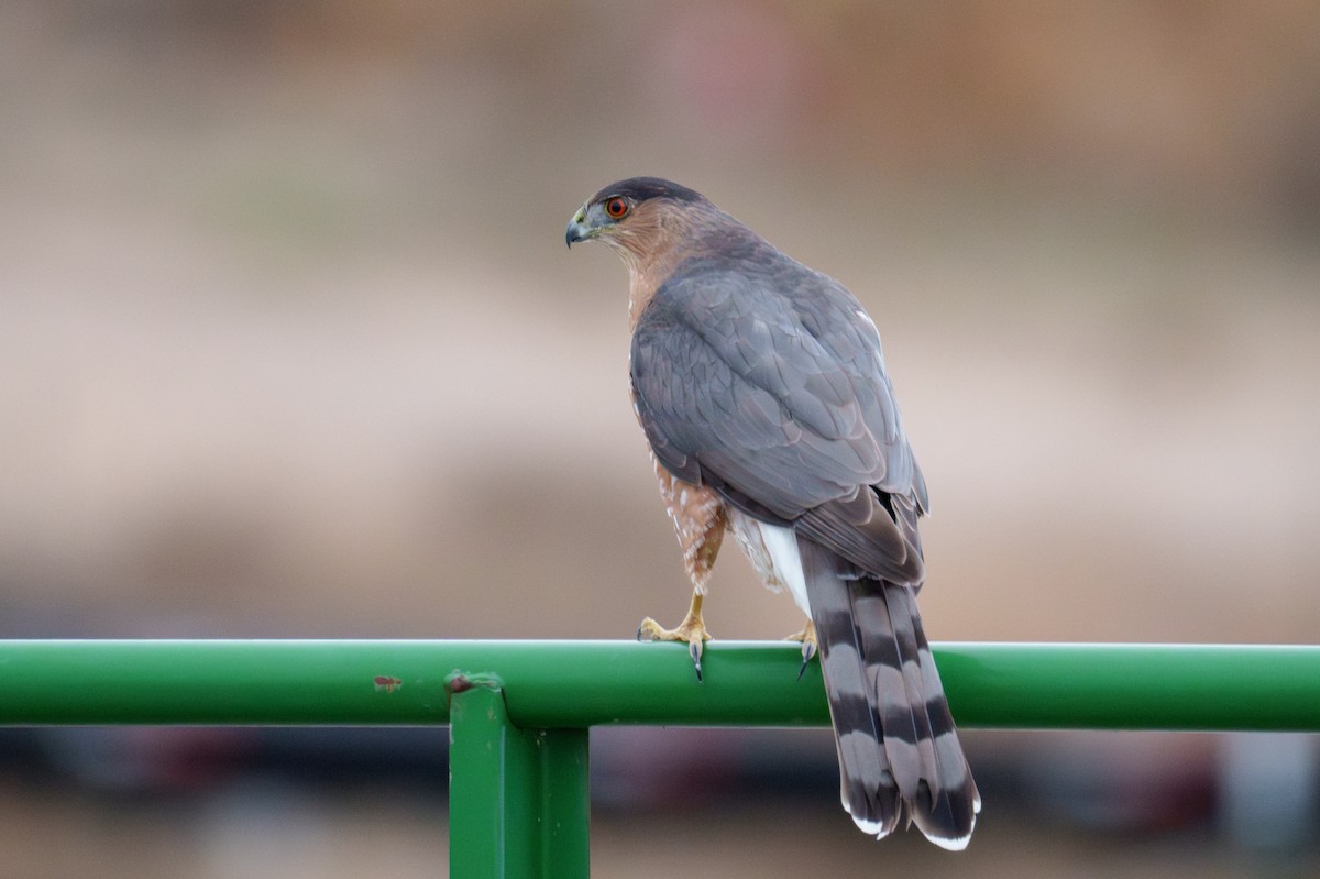 Épervier de Cooper - ML646509792