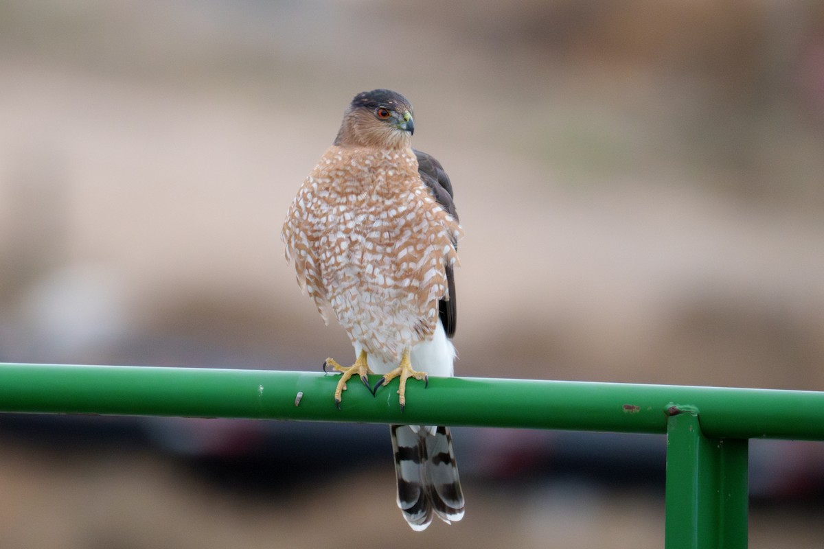 Épervier de Cooper - ML646509793