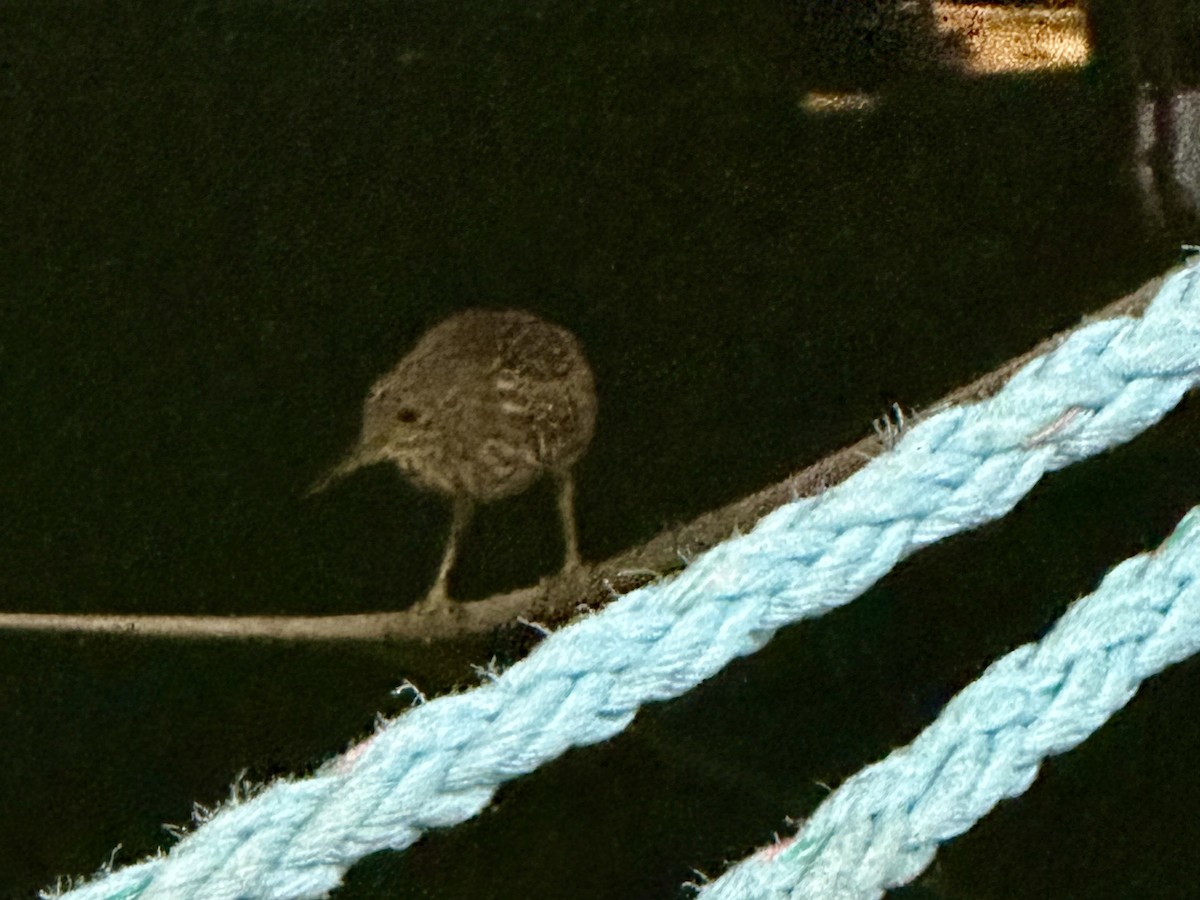 Black-crowned Night Heron - ML646509795