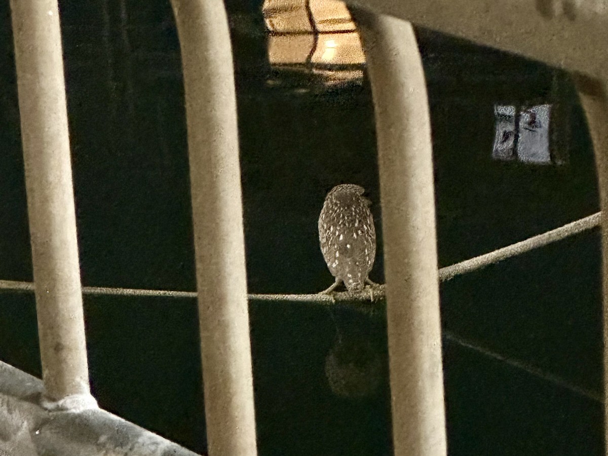 Black-crowned Night Heron - ML646509796