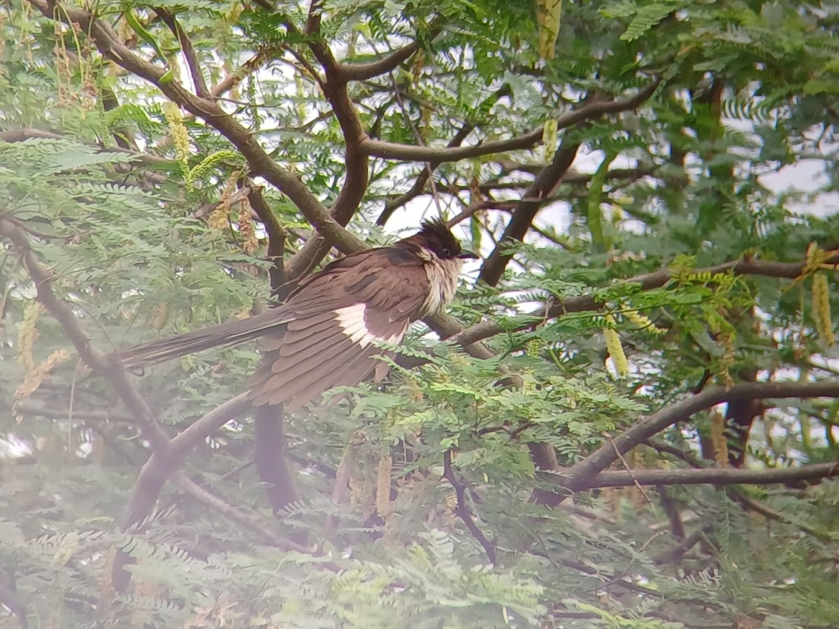 Pied Cuckoo - ML646509797