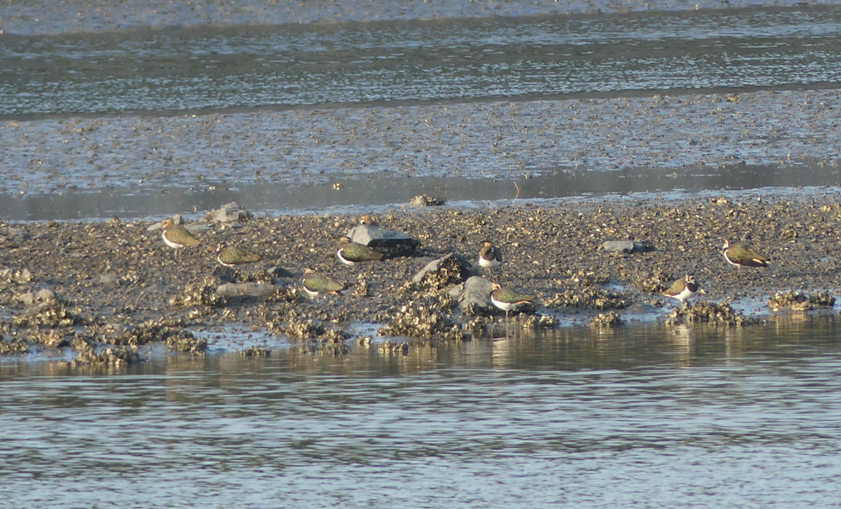 Northern Lapwing - ML646509798