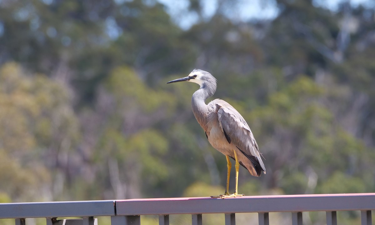 White-faced Heron - ML646509799