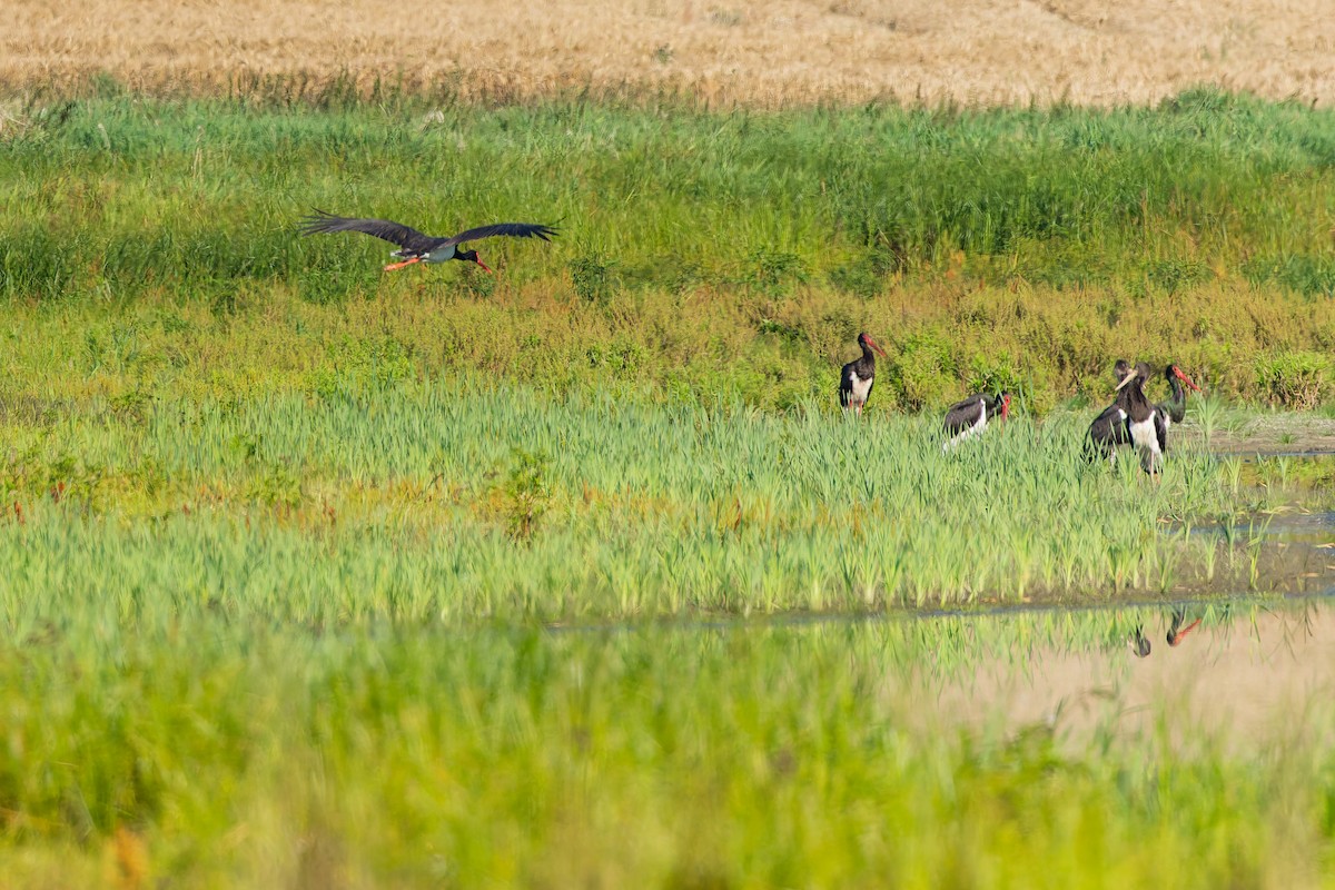 Black Stork - ML646509800