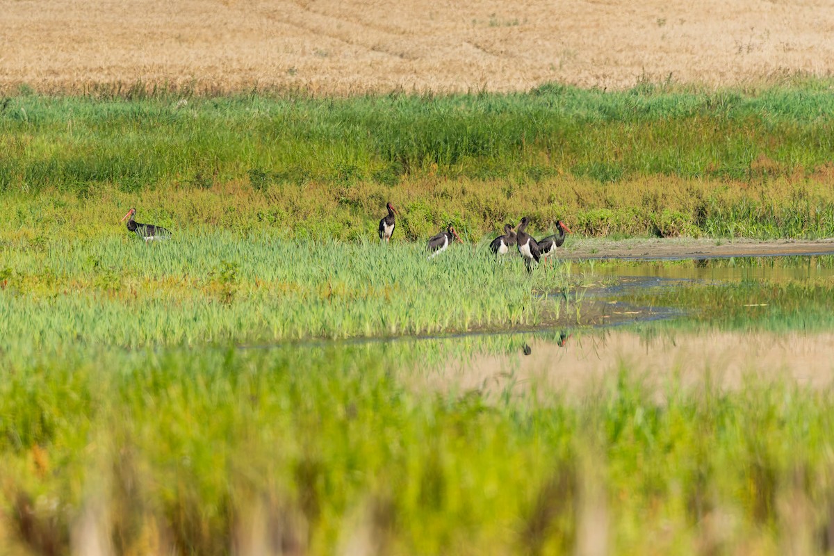 Black Stork - ML646509801
