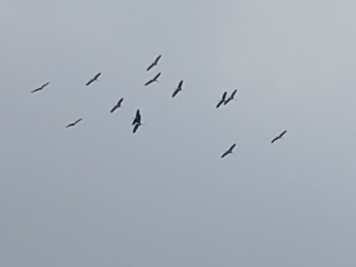 Asian Woolly-necked Stork - ML646509802