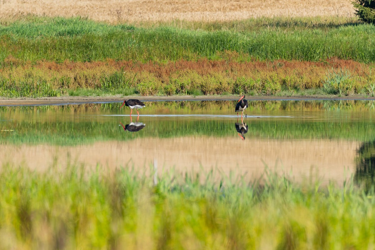 Black Stork - ML646509804