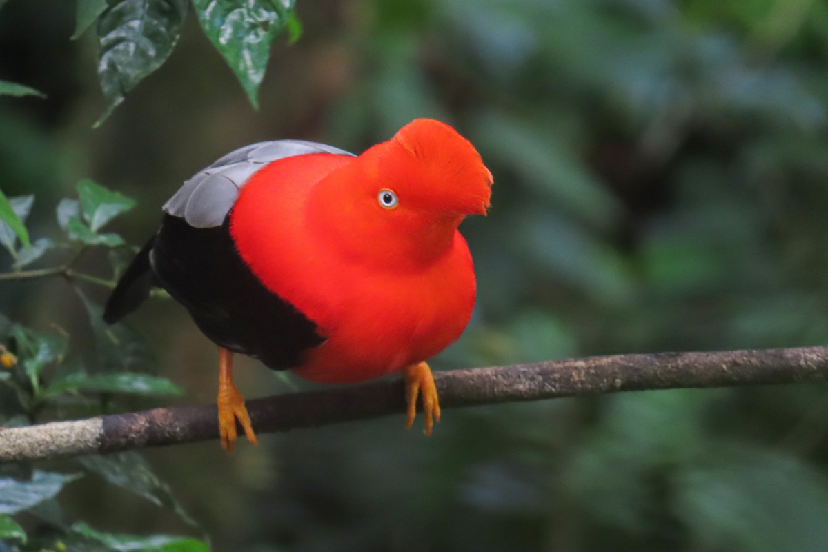 Andean Cock-of-the-rock - ML646509805