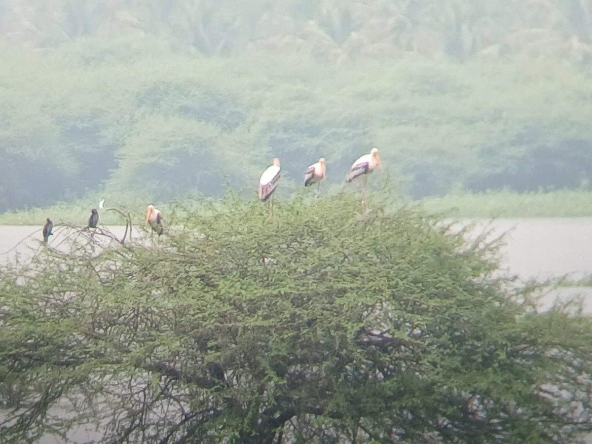 Painted Stork - ML646509806