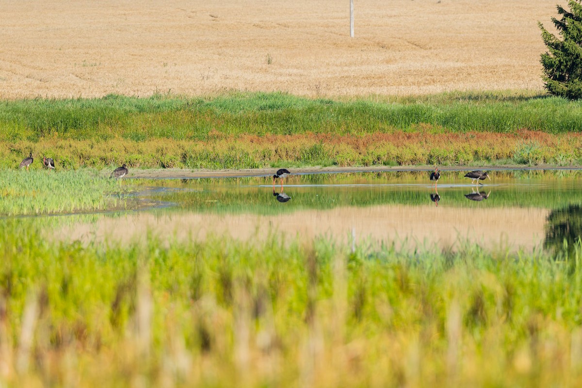 Black Stork - ML646509807