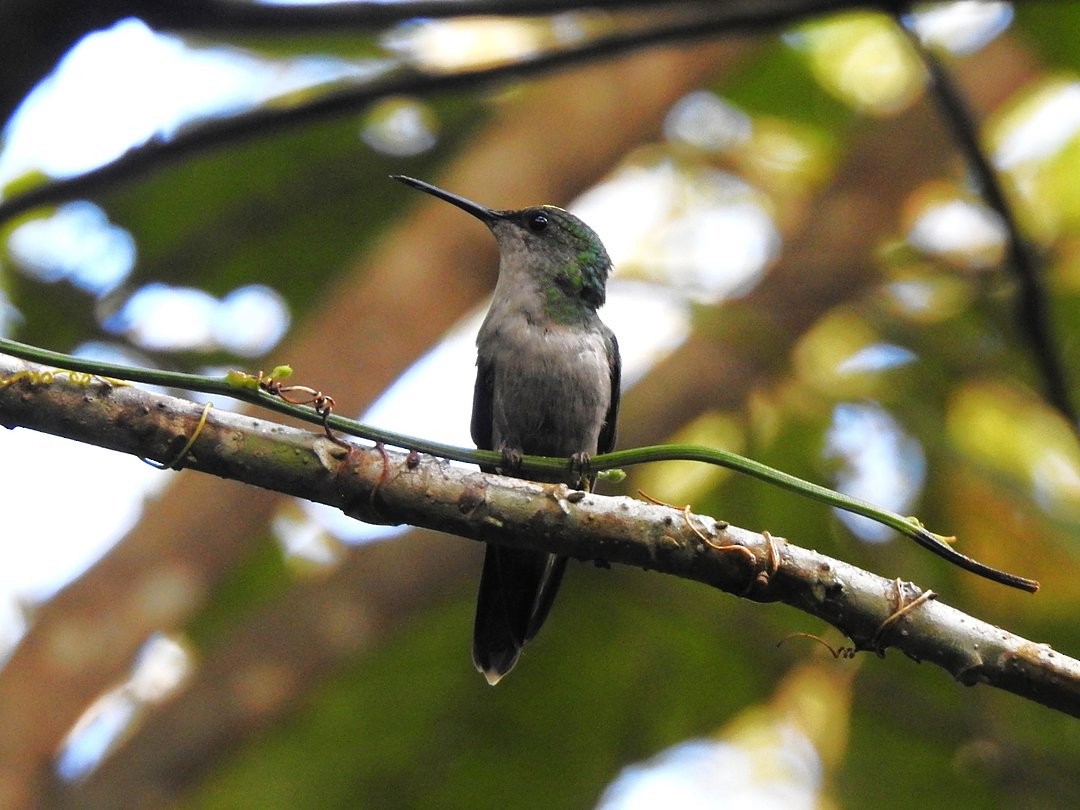 Violet-capped Woodnymph - ML646509808