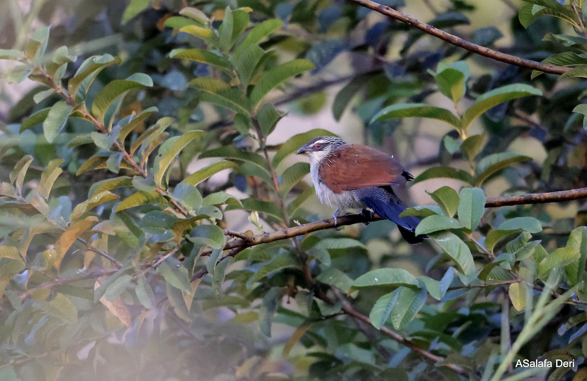 Weißbrauenkuckuck - ML646509809