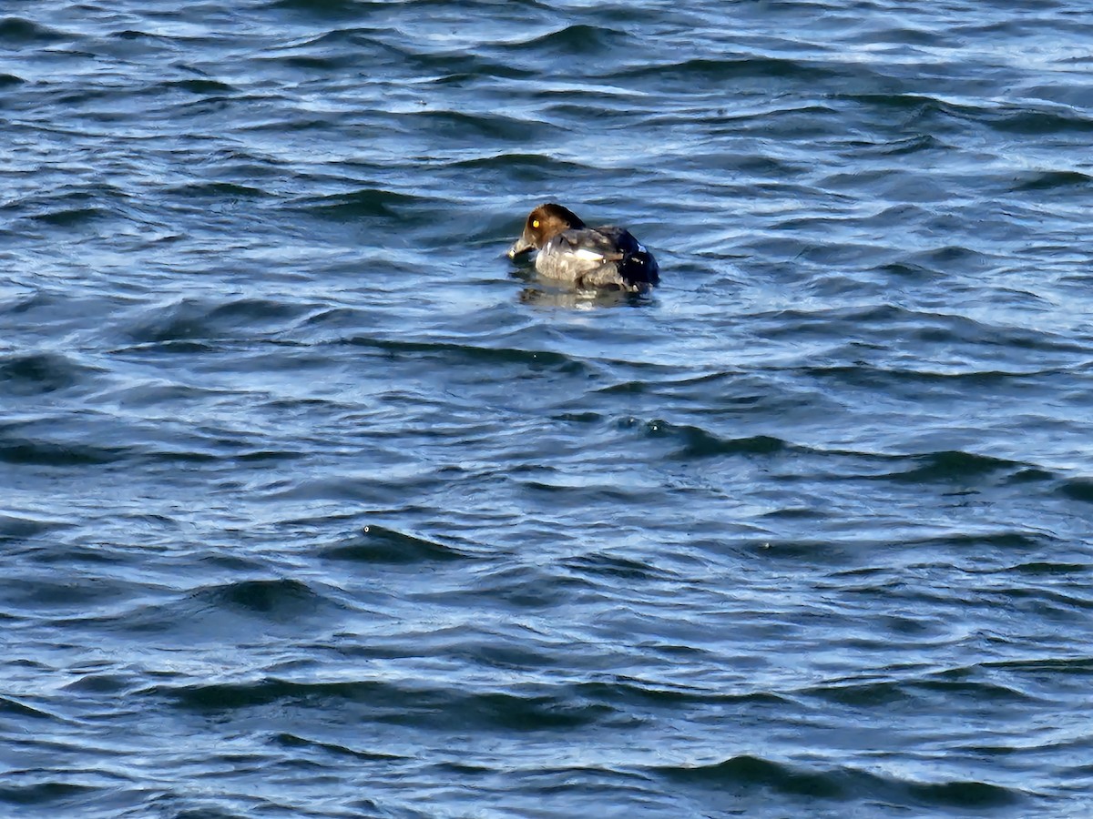 Common Goldeneye - ML646509811