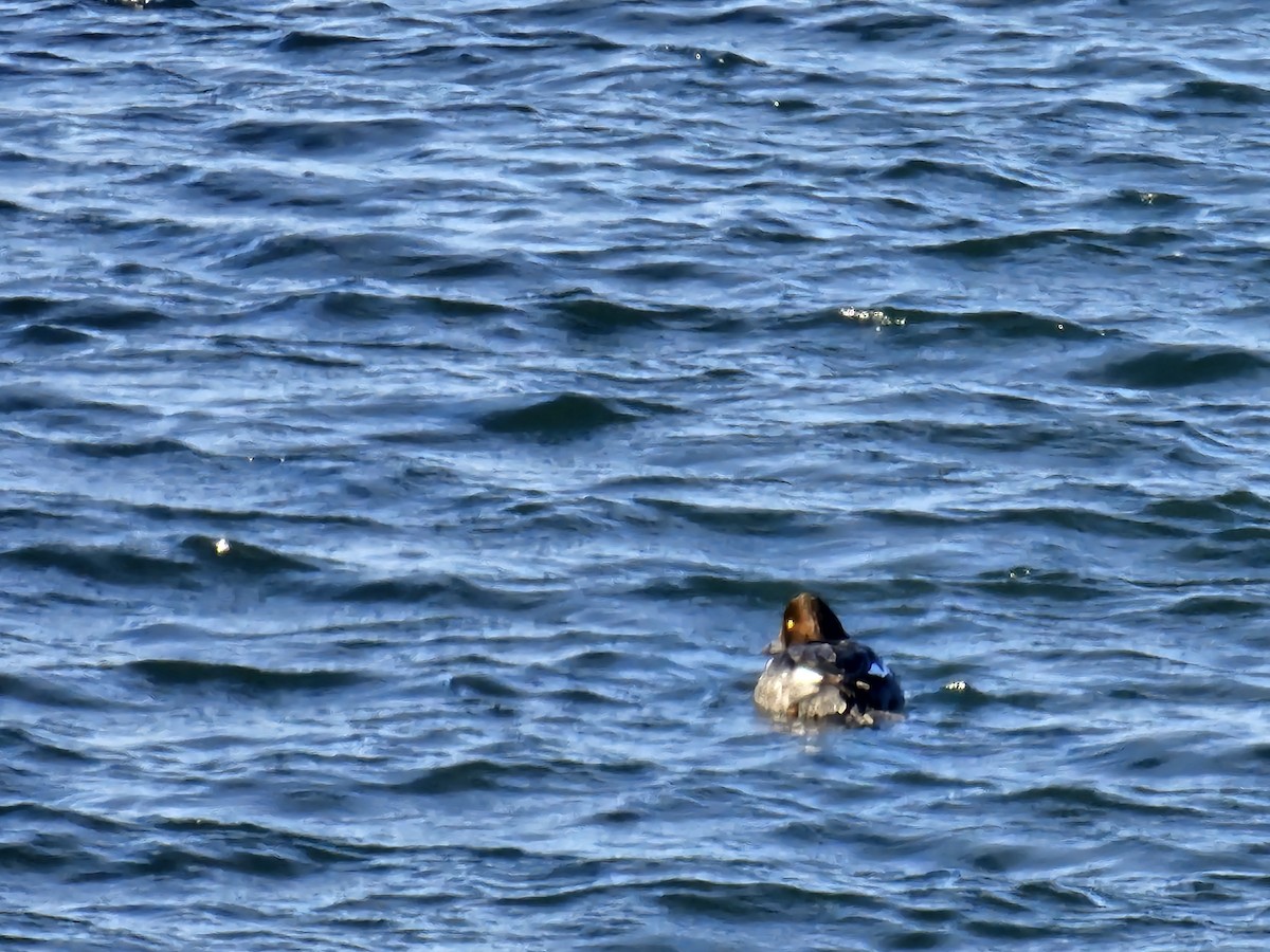 Common Goldeneye - ML646509812