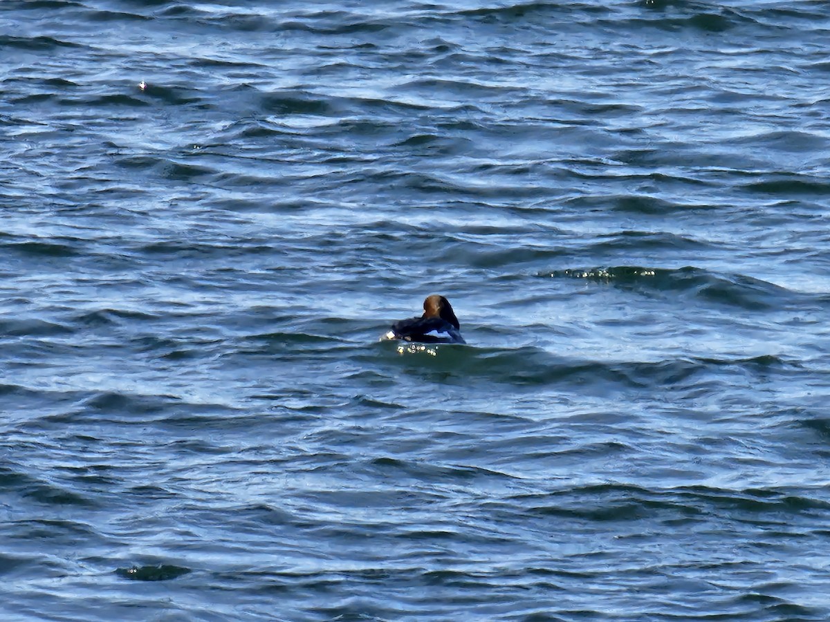 Common Goldeneye - ML646509813