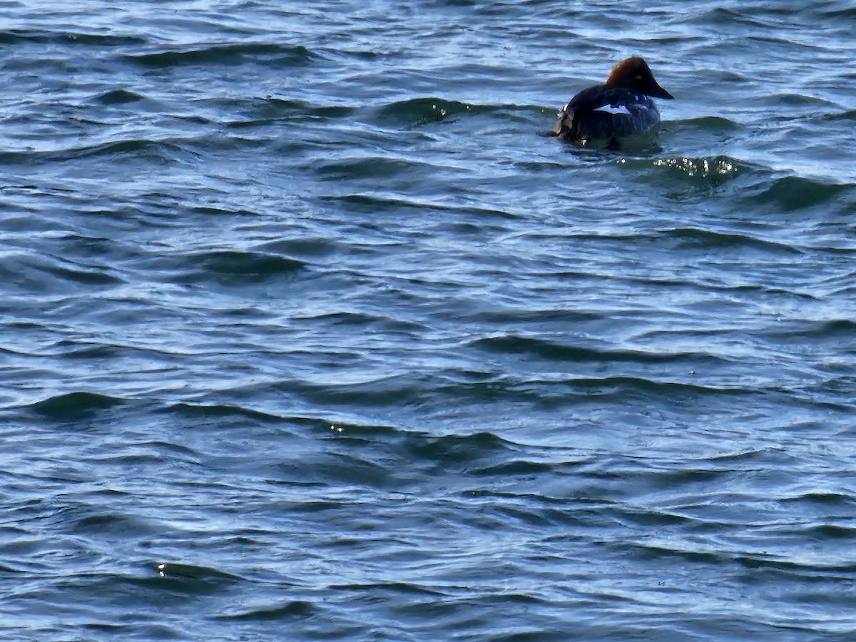 Common Goldeneye - ML646509814