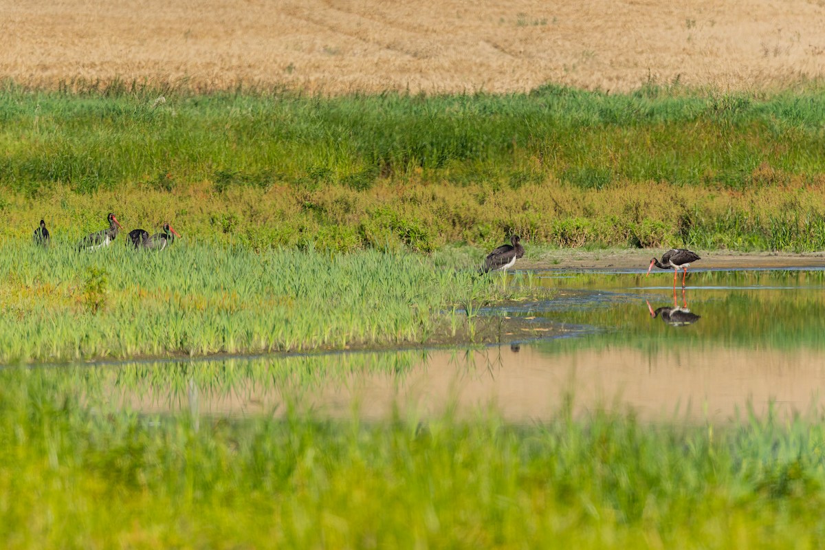 Black Stork - ML646509816