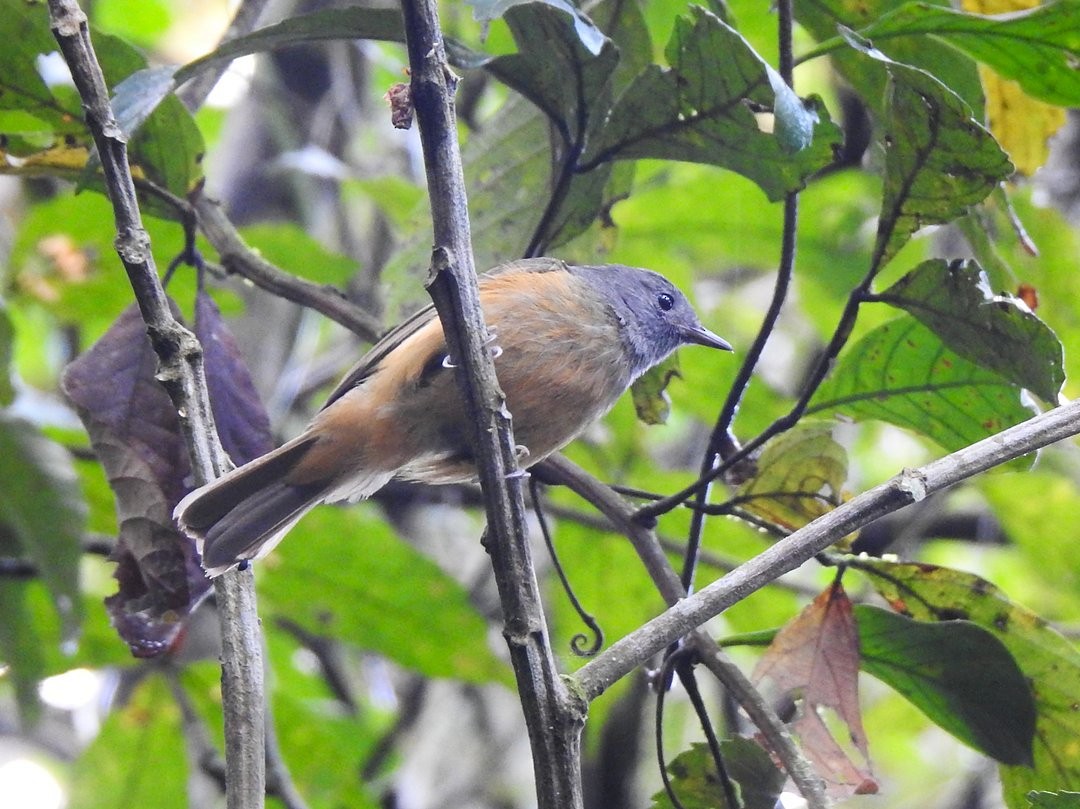 Gray-hooded Flycatcher - ML646509818