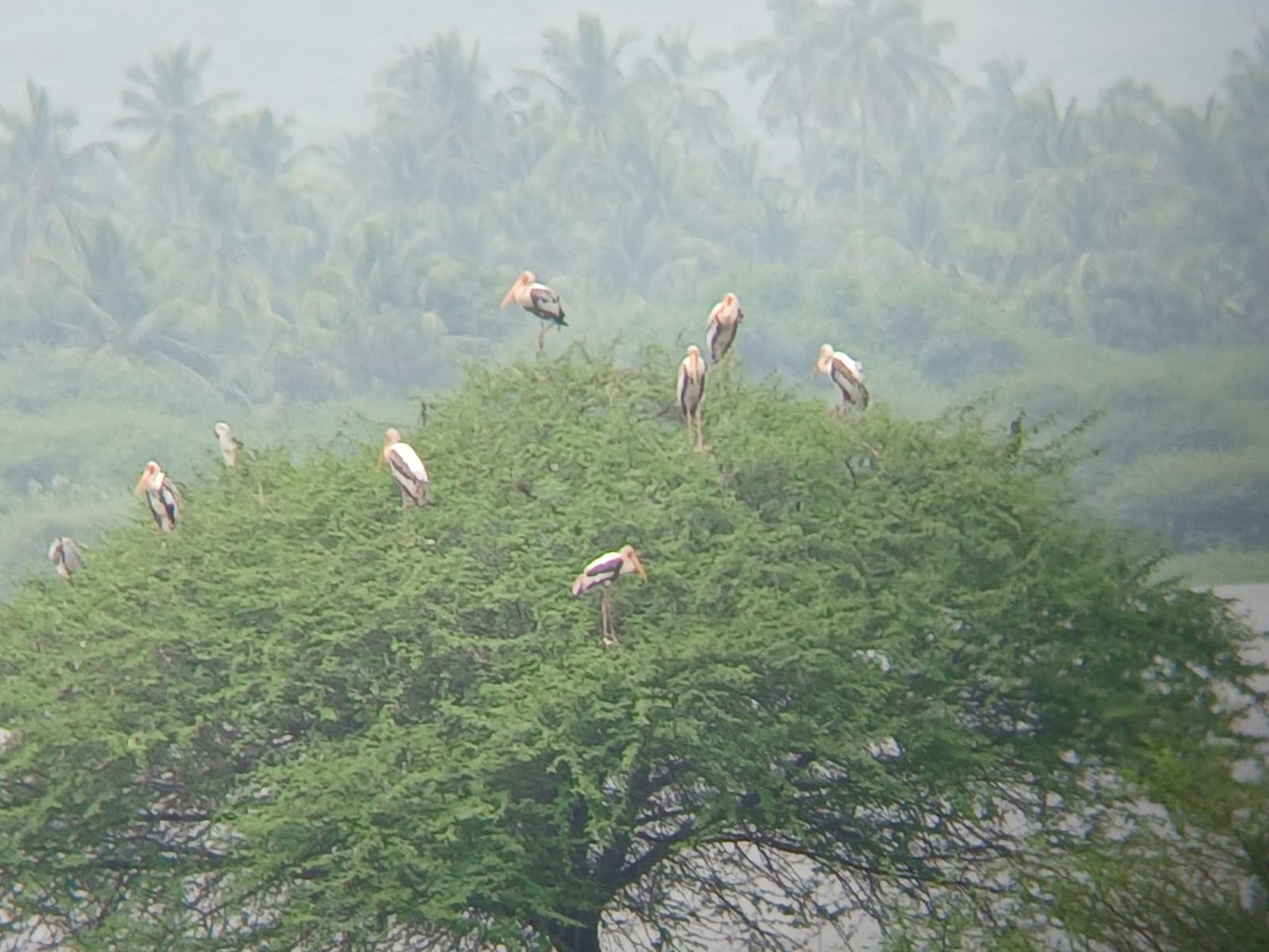 Painted Stork - ML646509821