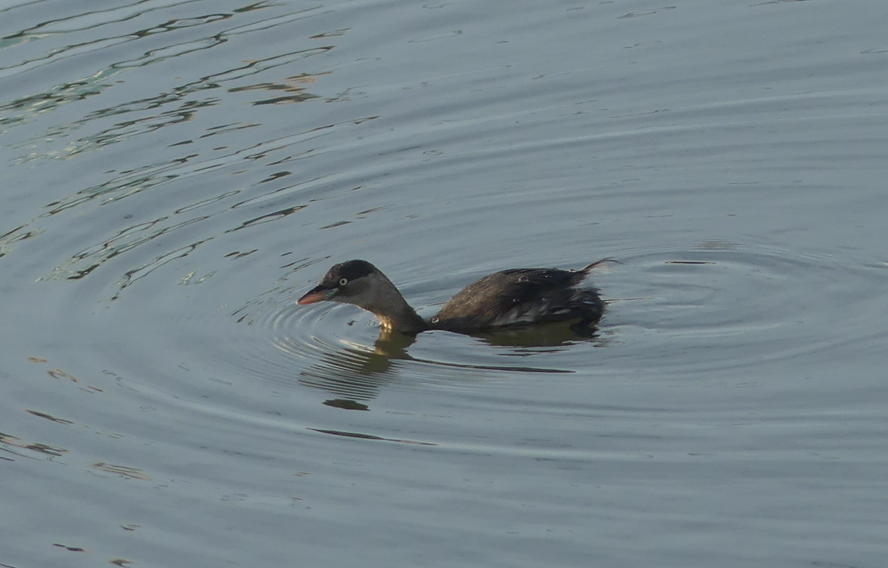 Little Grebe - ML646509828