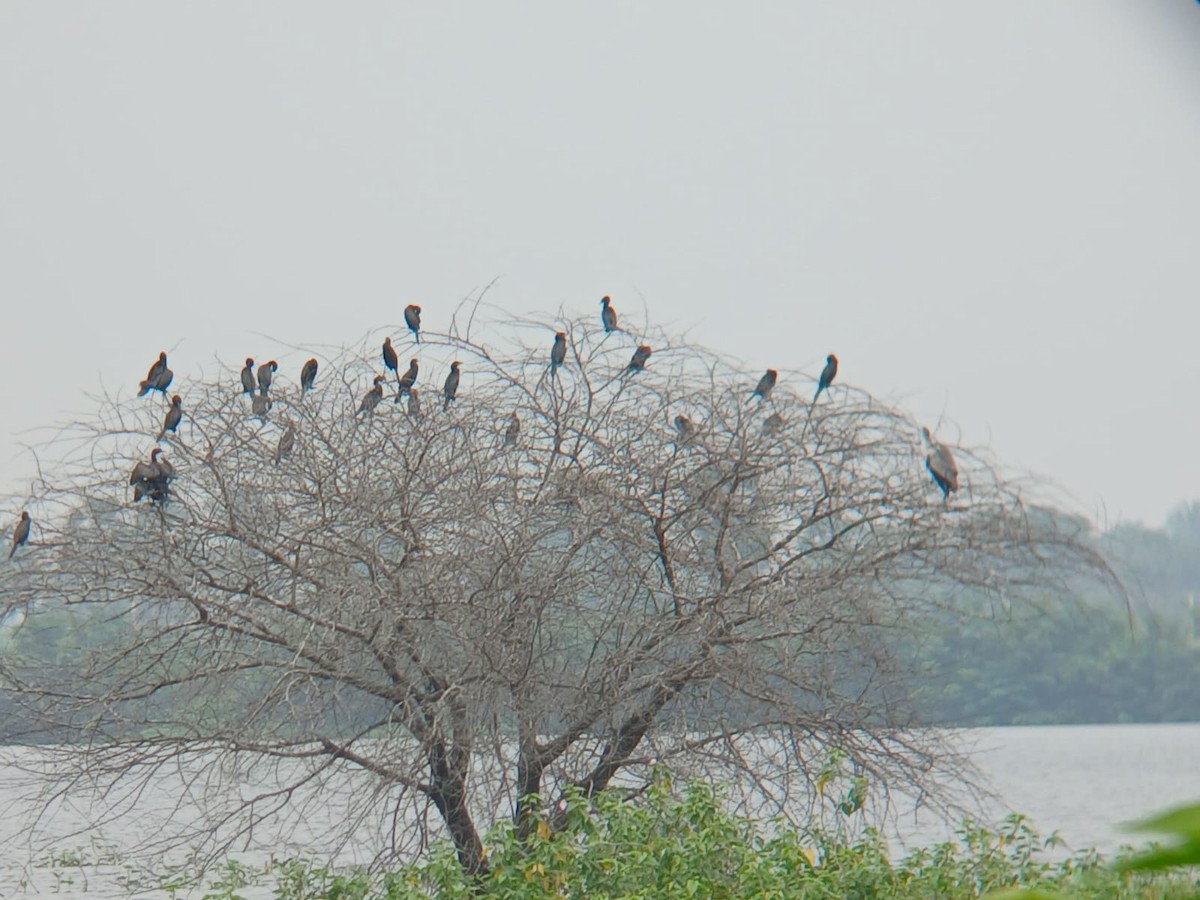 Little Cormorant - ML646509829