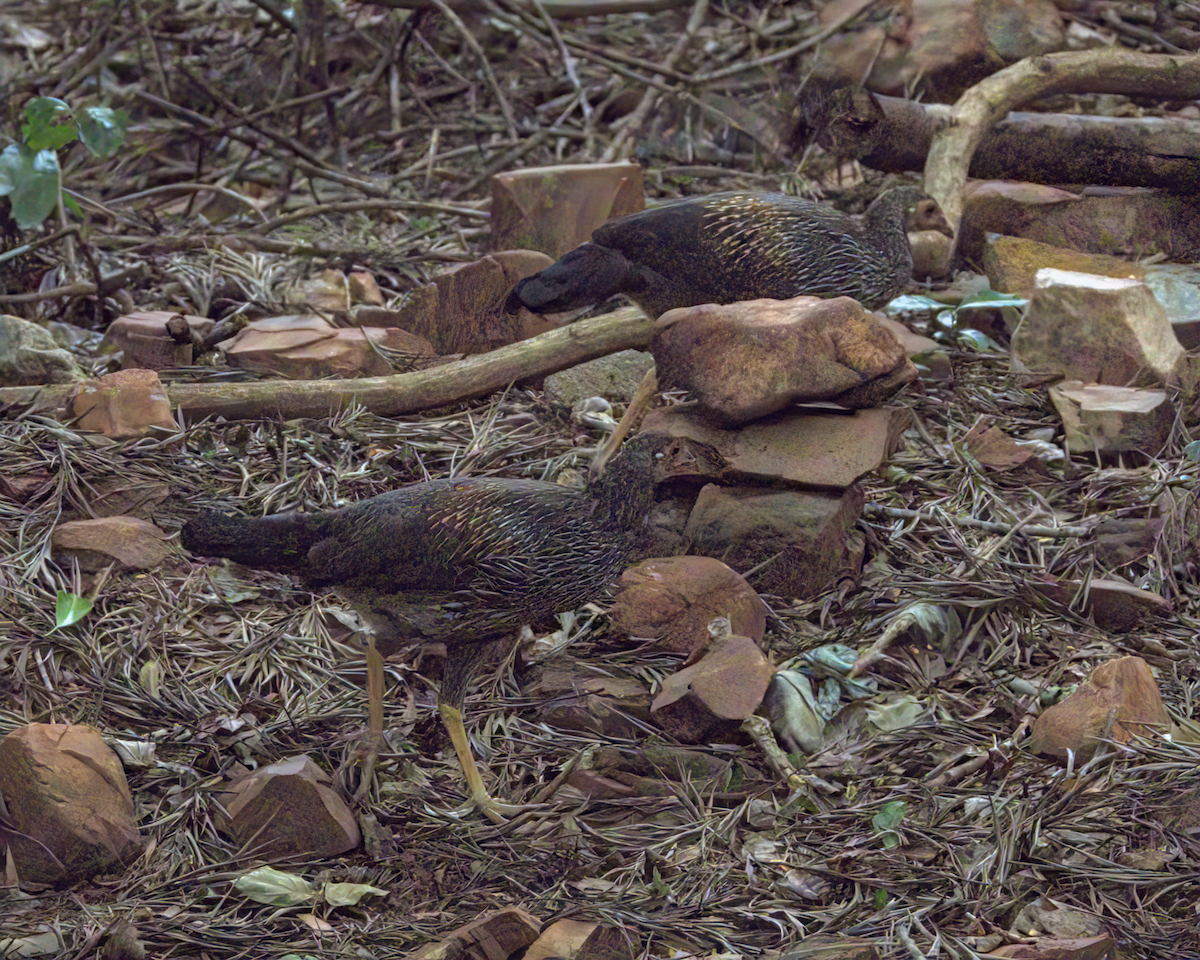 Gray Junglefowl - ML646509842