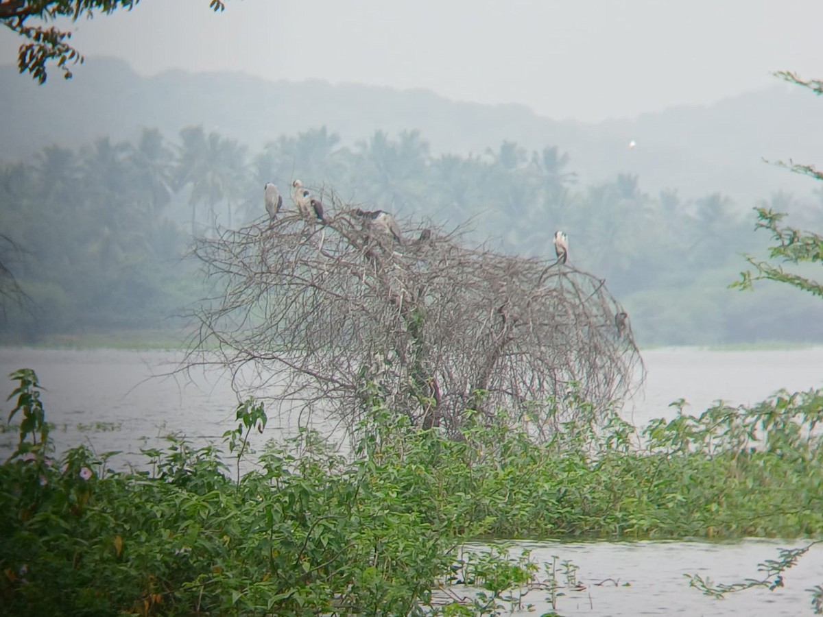 Black-crowned Night Heron - ML646509844