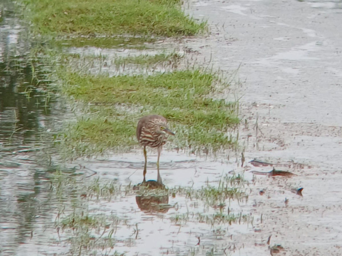 Indian Pond-Heron - ML646509845
