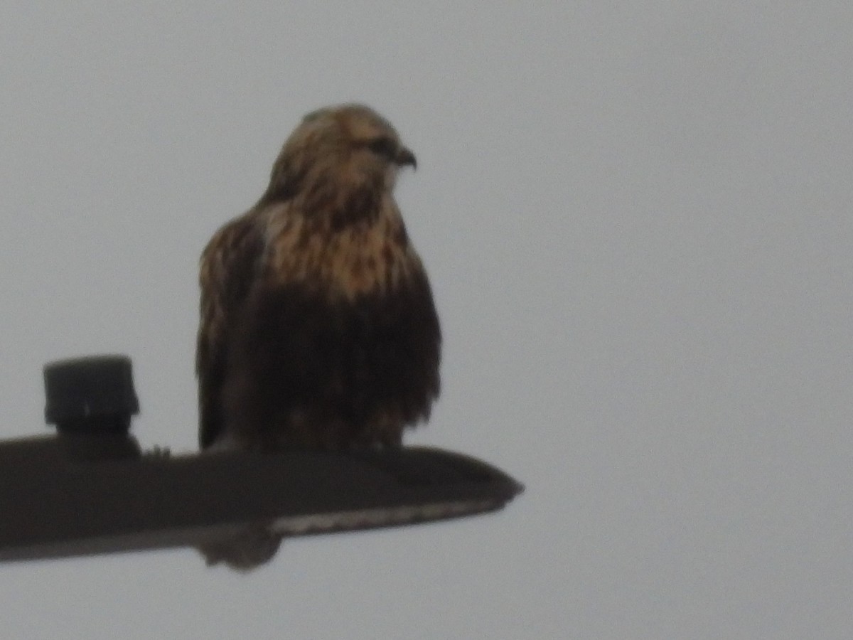 Raufußbussard - ML646509847