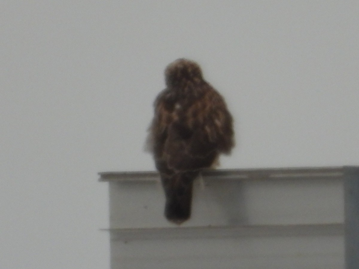 Raufußbussard - ML646509848