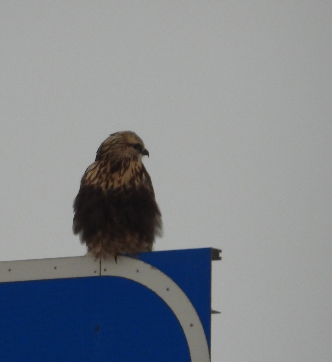 Raufußbussard - ML646509849