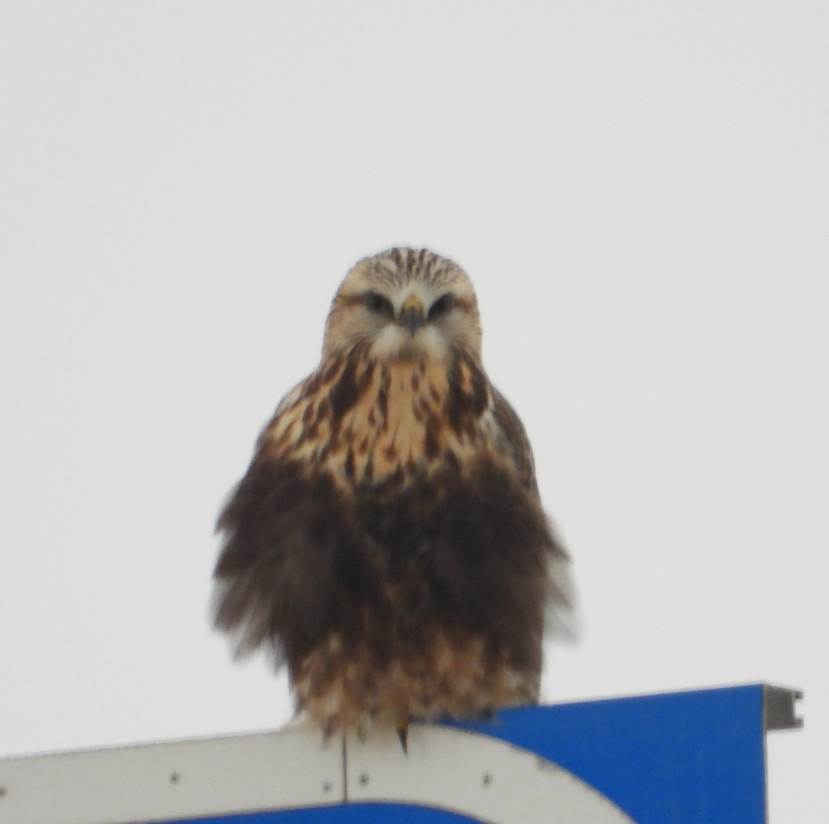 Raufußbussard - ML646509850