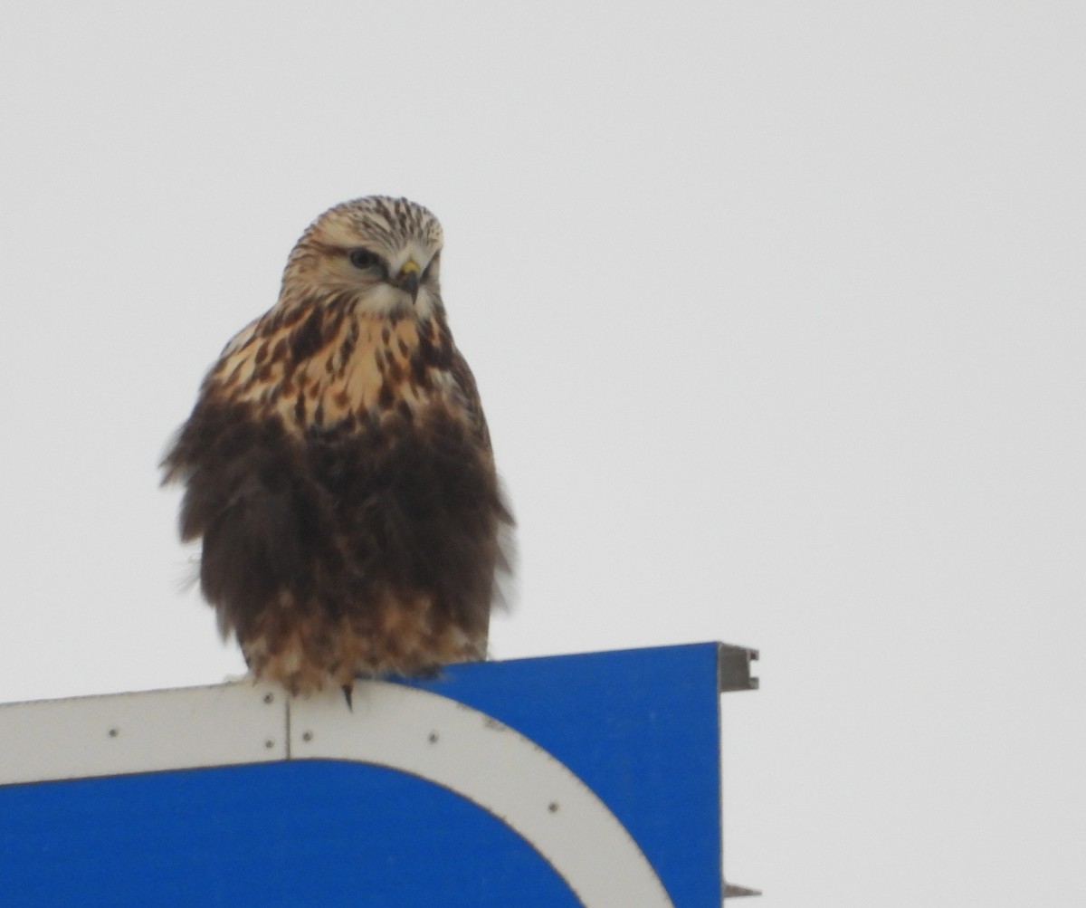 Raufußbussard - ML646509852