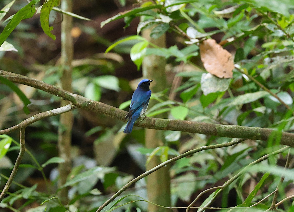Blue-and-white Flycatcher - ML646509853