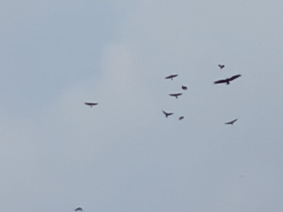 Oriental Honey-buzzard - ML646509854