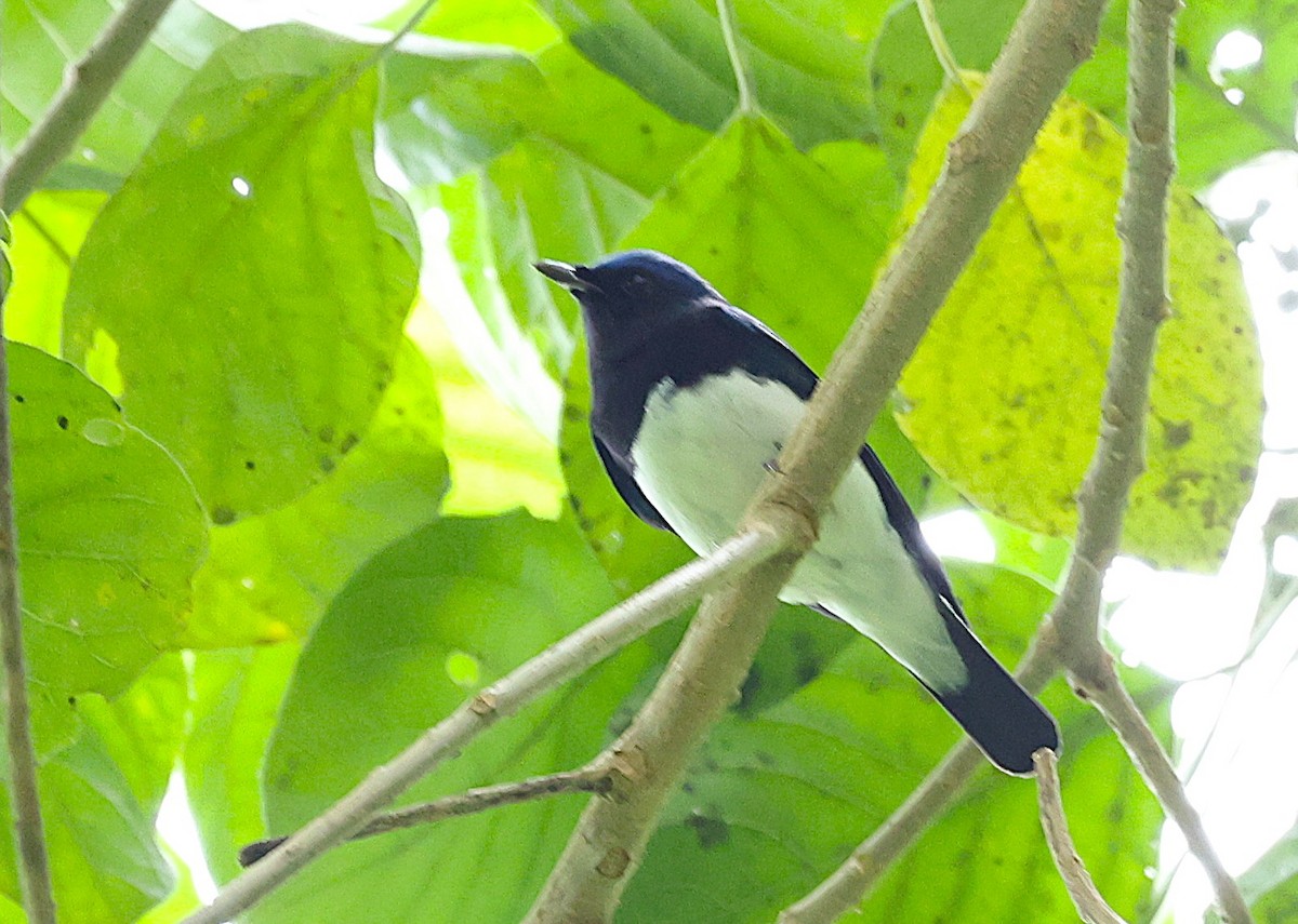 Blue-and-white Flycatcher - ML646509855