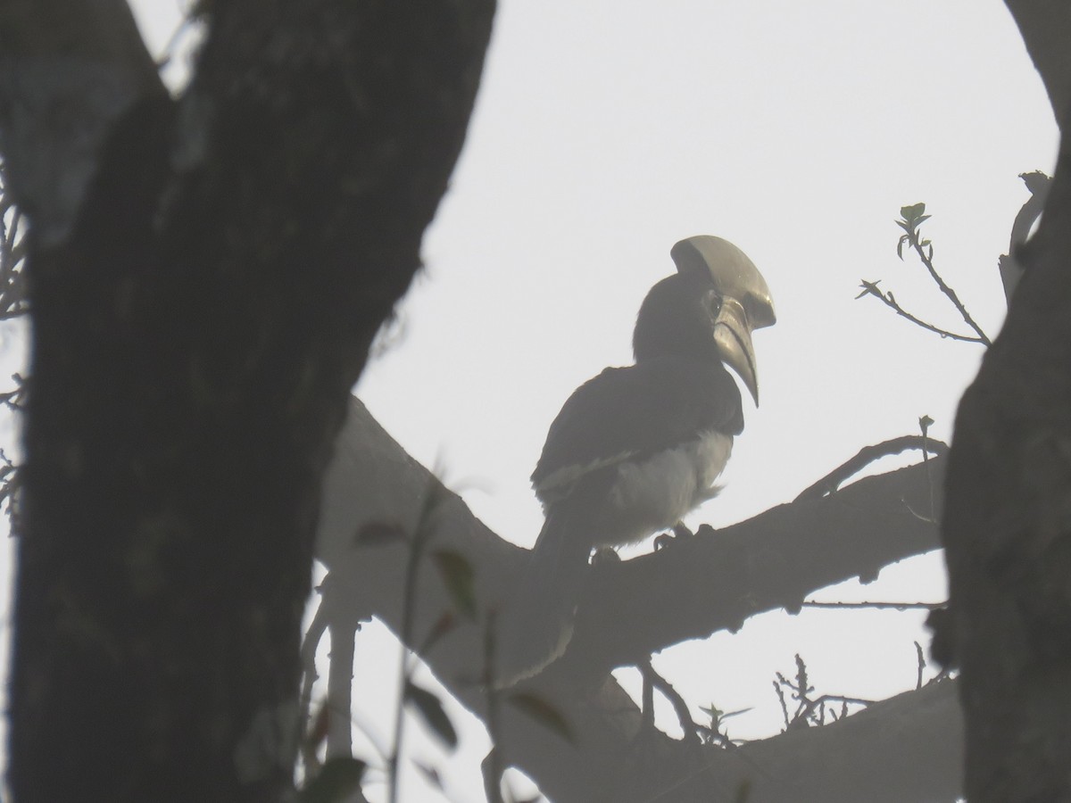 Oriental Pied-Hornbill - ML646509856