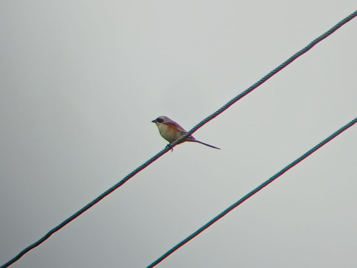 Bay-backed Shrike - ML646509858