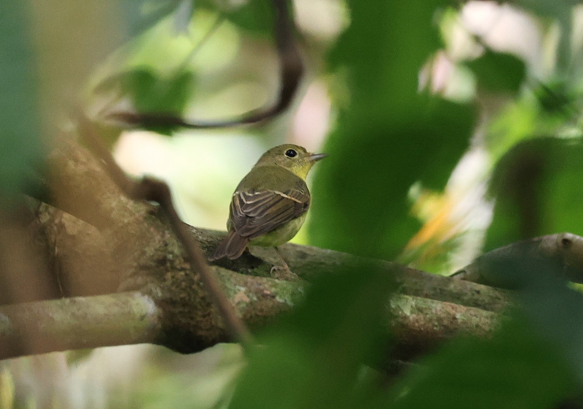 Green-backed Flycatcher - ML646509859