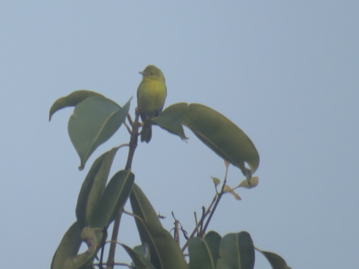 Common Iora - ML646509860