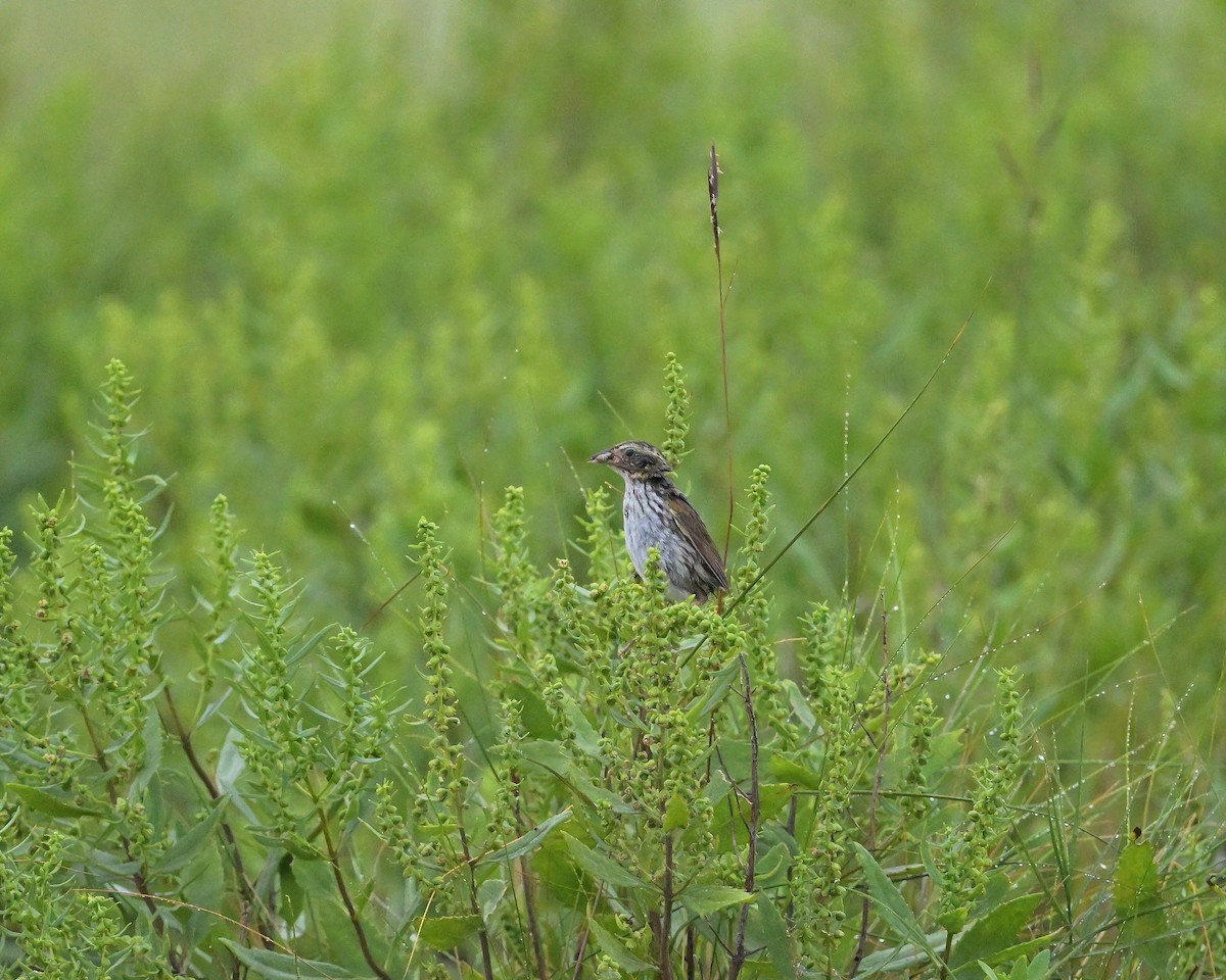Saltmarsh Sparrow - ML646509863