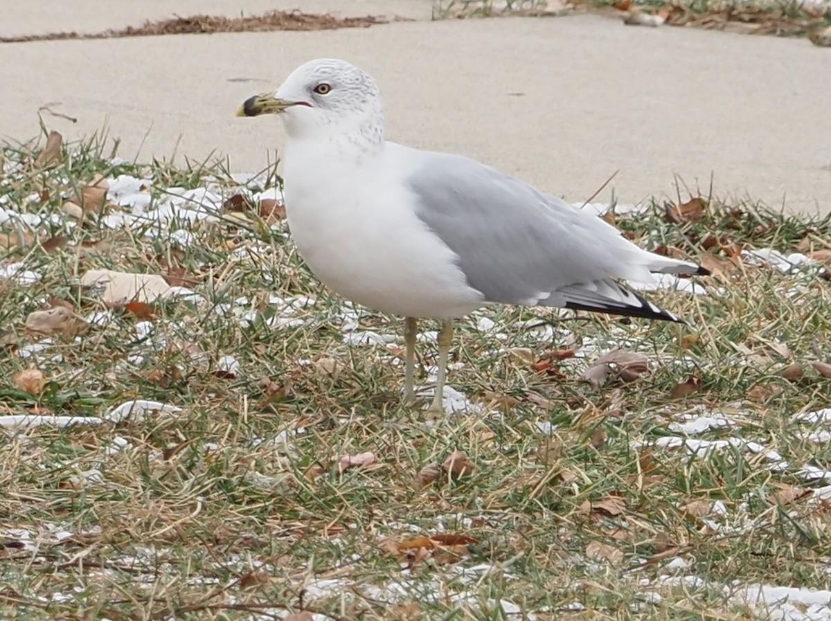 racek kroužkozobý - ML646509865