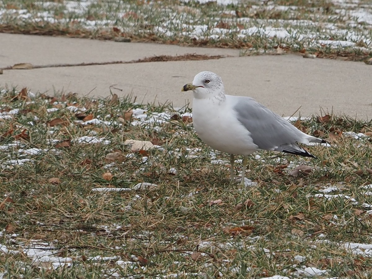 racek kroužkozobý - ML646509866